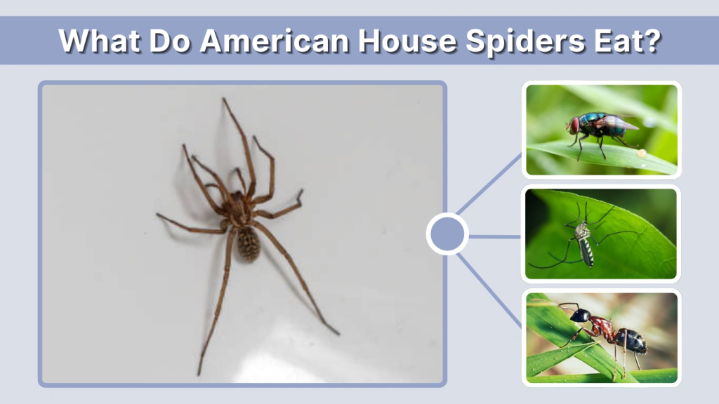 What Do American House Spiders Eat