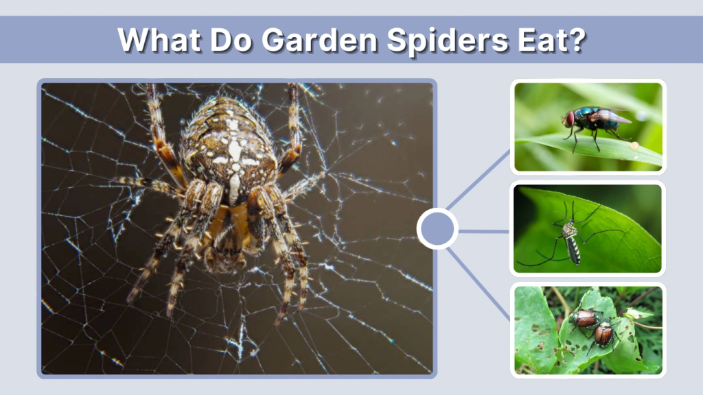What Do Garden Spiders Eat