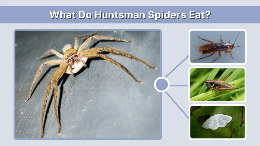 What Do Huntsman Spiders Eat