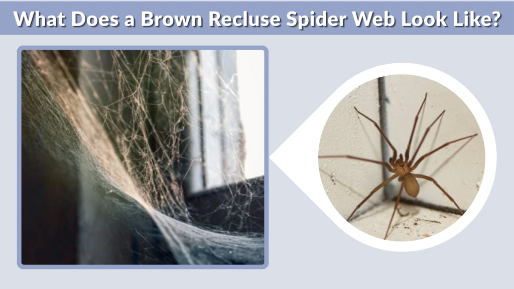 What Does a Brown Recluse Spider Web Look Like