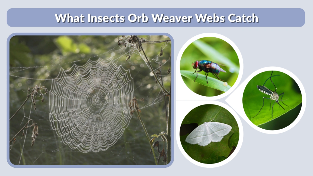 What Insects Orb Weaver Webs Catch