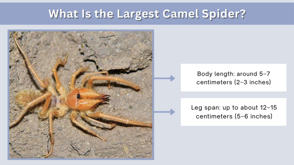 What Is the Largest Camel Spider