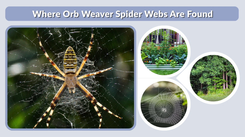 Where Orb Weaver Spider Webs Are Found