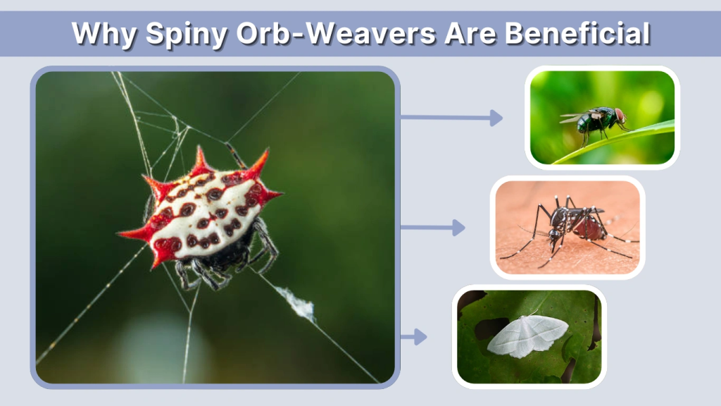 Why Spiny Orb-Weavers Are Beneficial