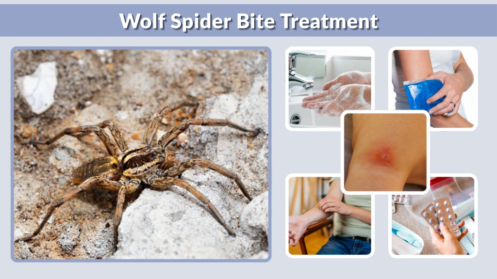 Wolf Spider Bite Treatment