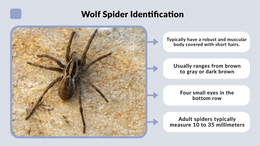 Wolf Spider Identification