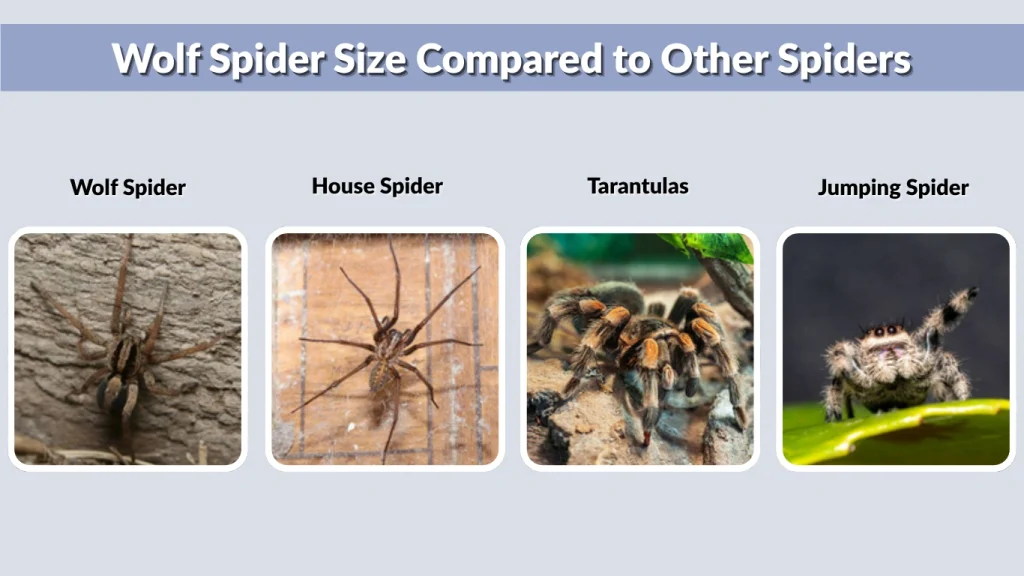 Wolf Spider Size Compared to Other Spiders