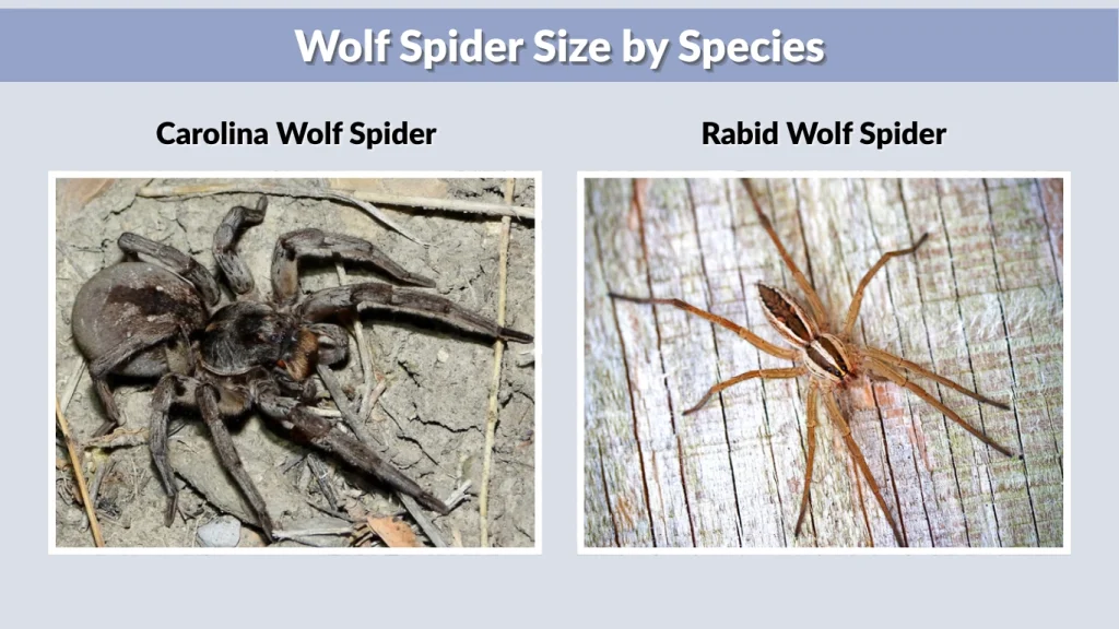 Wolf Spider Size by Species