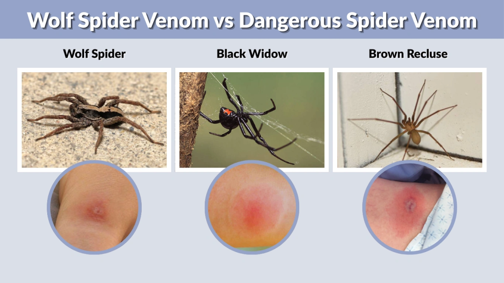 Wolf Spider Venom vs Dangerous Spider Venom