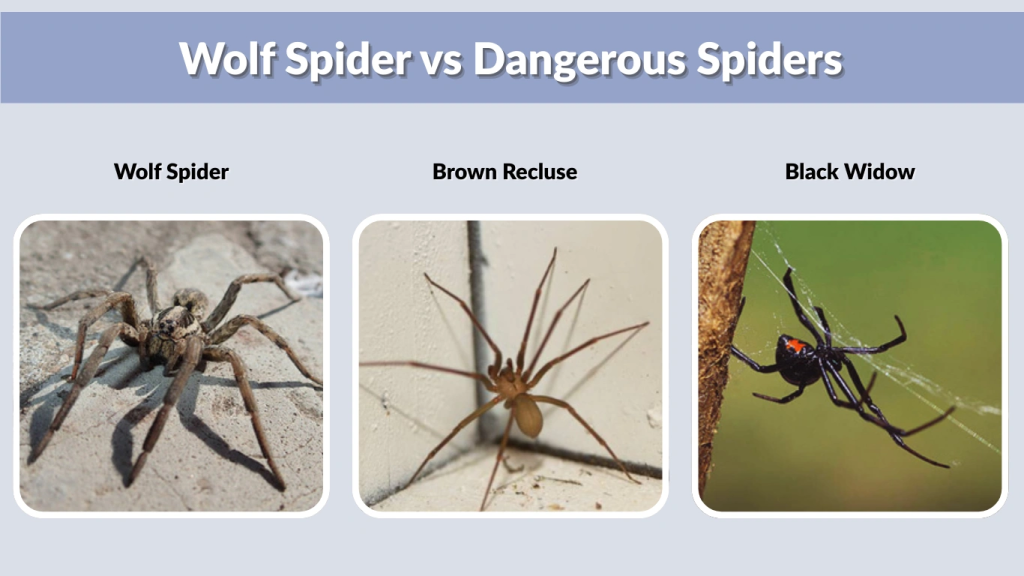 Wolf Spider vs Dangerous Spiders