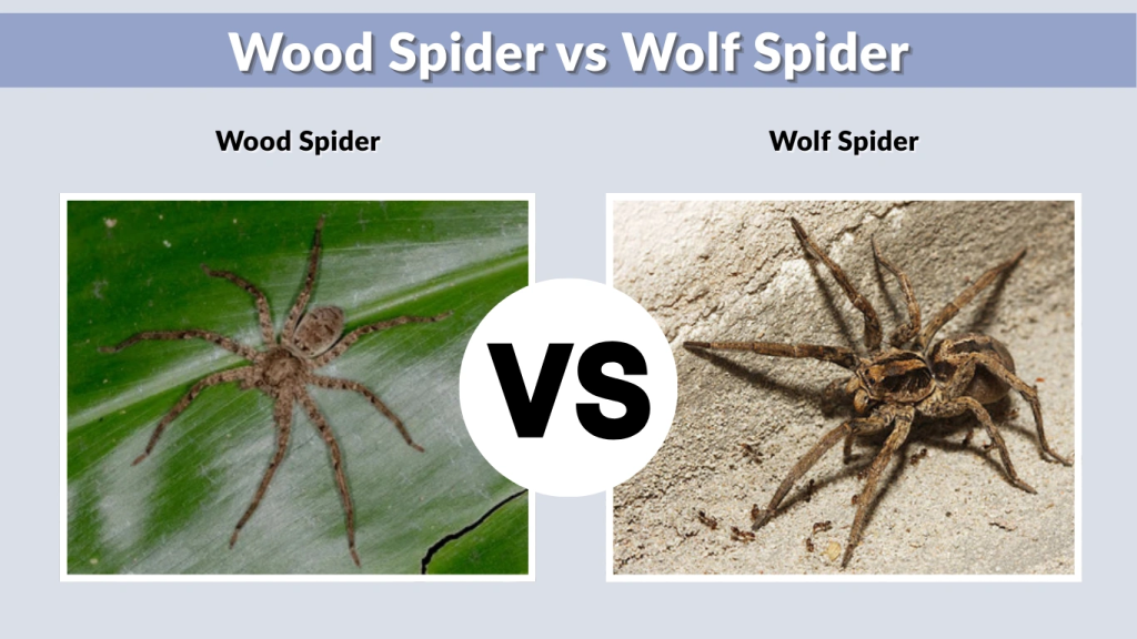 Wood Spider vs Wolf Spider