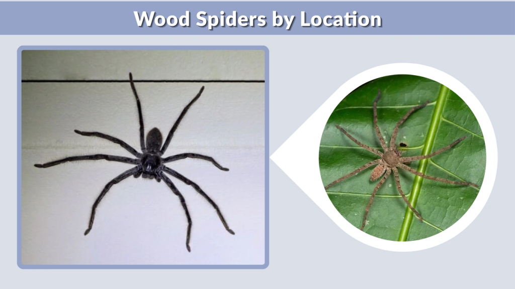 Wood Spiders by Location