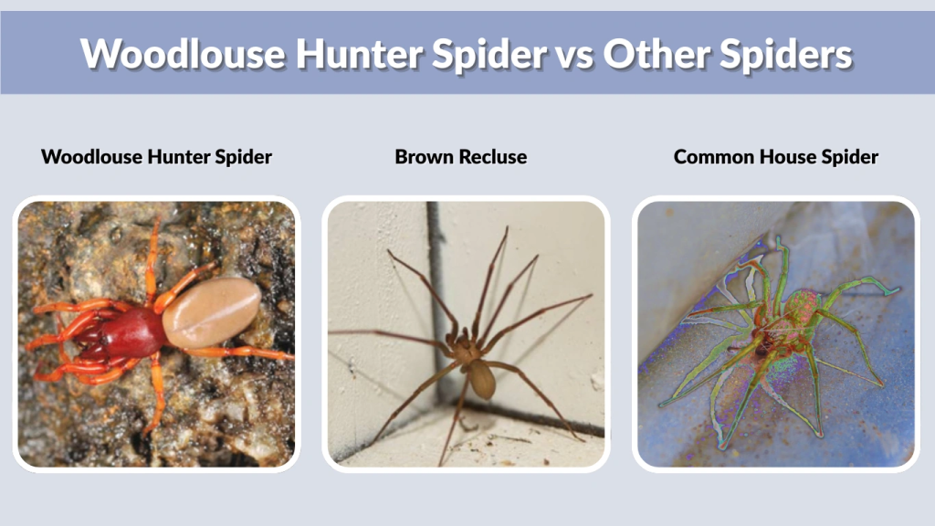 Woodlouse Hunter Spider vs Other Spiders