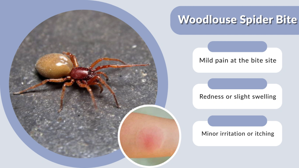 Woodlouse Spider Bite