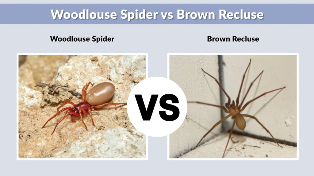 Woodlouse Spider vs Brown Recluse