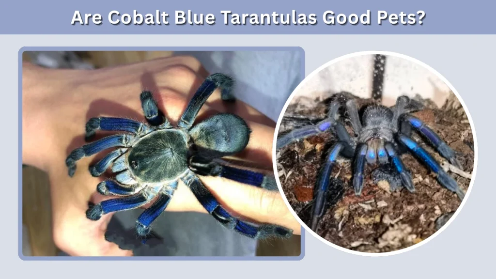 Are Cobalt Blue Tarantulas Good Pets