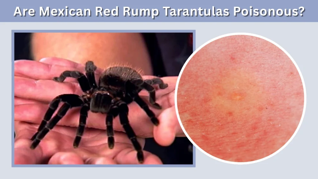 Are Mexican Red Rump Tarantulas Poisonous