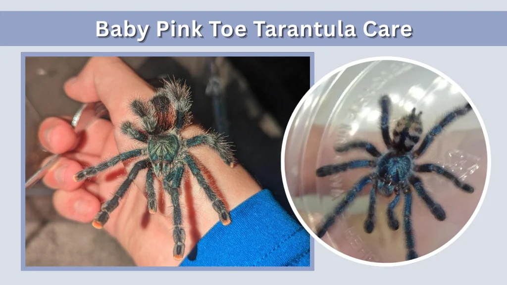 Baby Pink Toe Tarantula Care