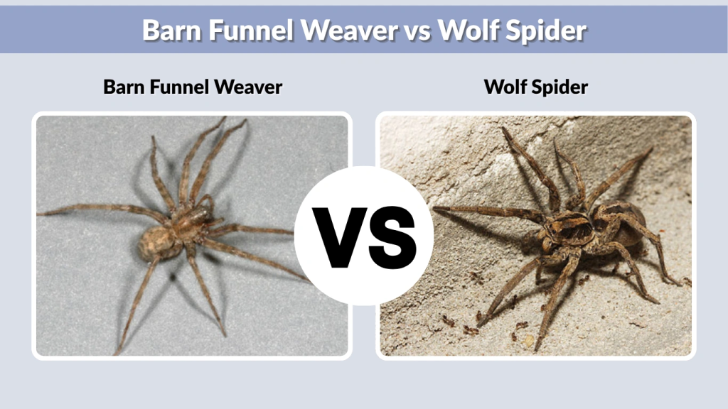 Barn Funnel Weaver vs Wolf Spider