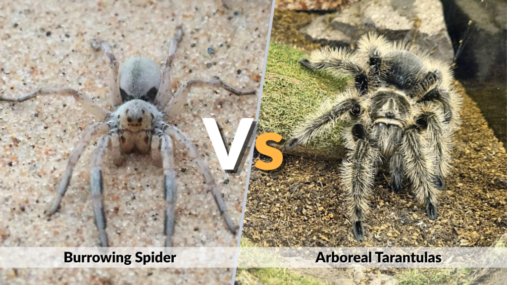 Burrowing vs Arboreal Tarantulas