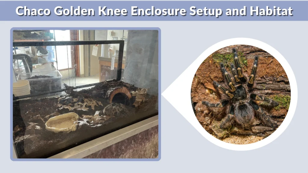 Chaco Golden Knee Enclosure Setup and Habitat