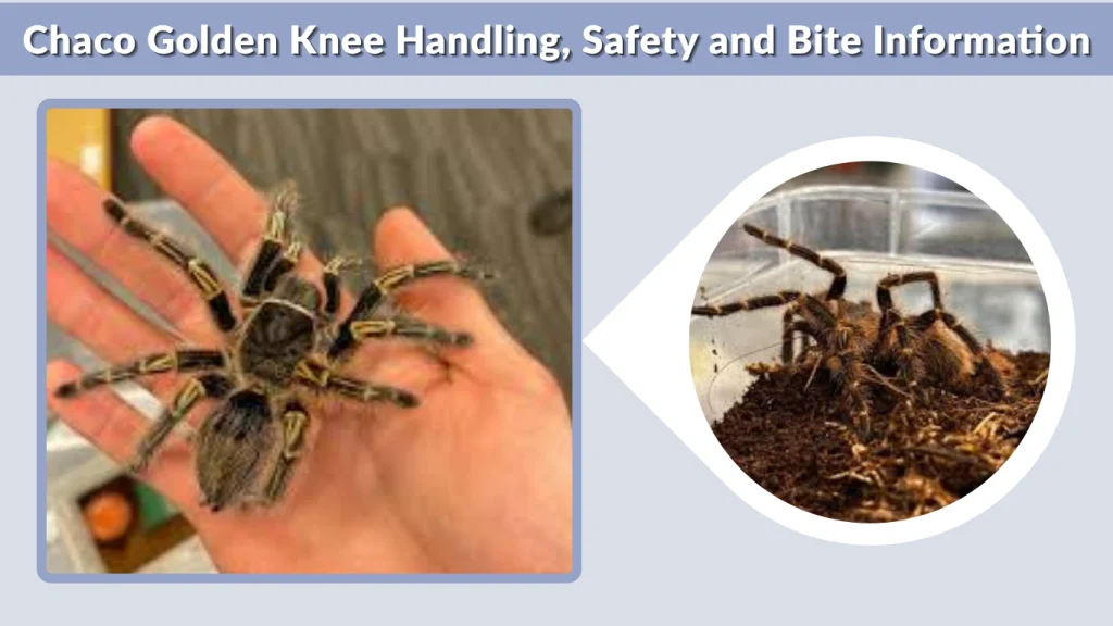 Chaco Golden Knee Handling, Safety and Bite Information