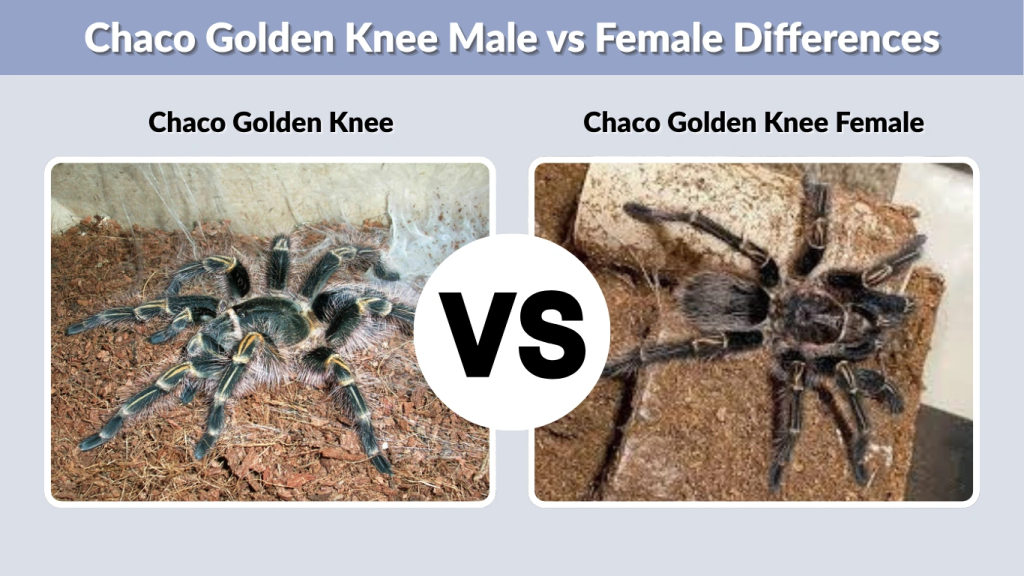 Chaco Golden Knee Male vs Female Differences