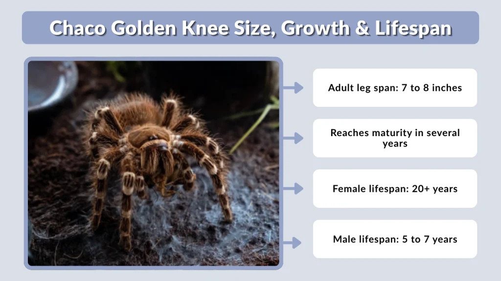 Chaco Golden Knee Size, Growth & Lifespan