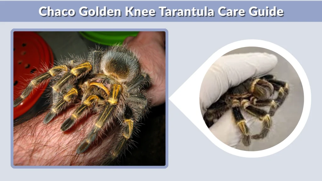 Chaco Golden Knee Tarantula Care Guide