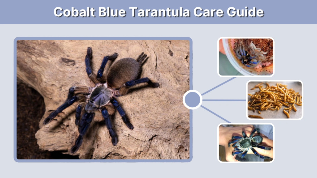 Cobalt Blue Tarantula Care Guide
