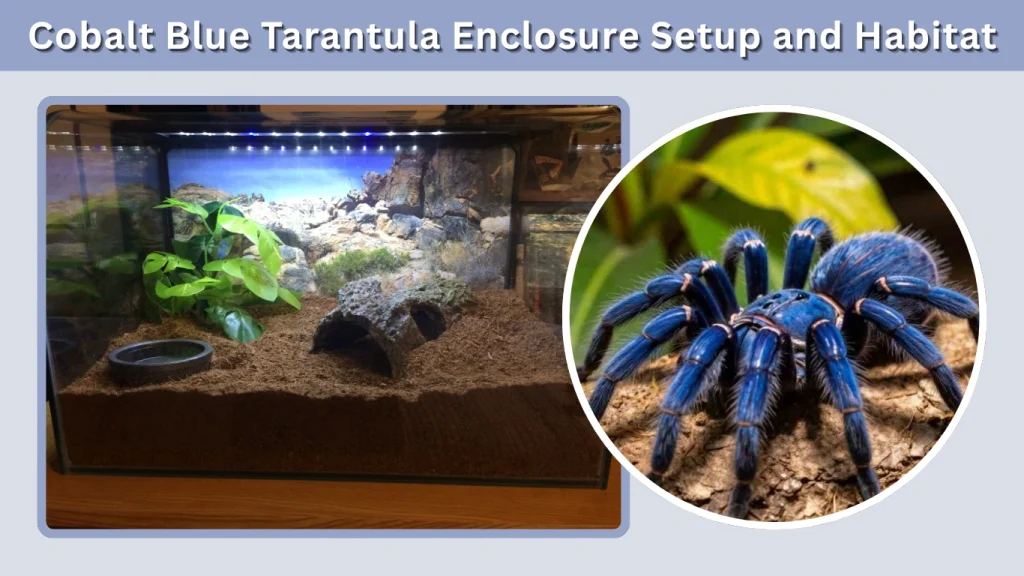 Cobalt Blue Tarantula Enclosure Setup and Habitat