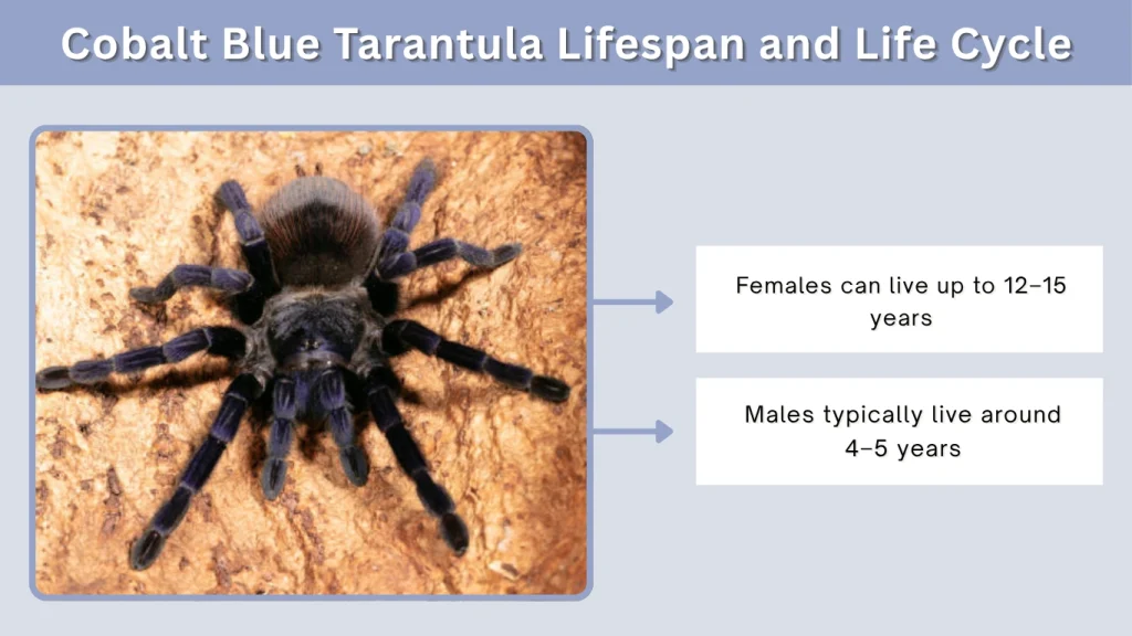 Cobalt Blue Tarantula Lifespan and Life Cycle