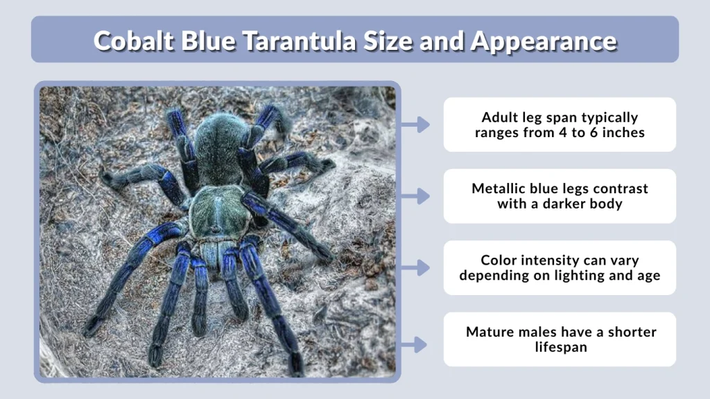 Cobalt Blue Tarantula Size and Appearance