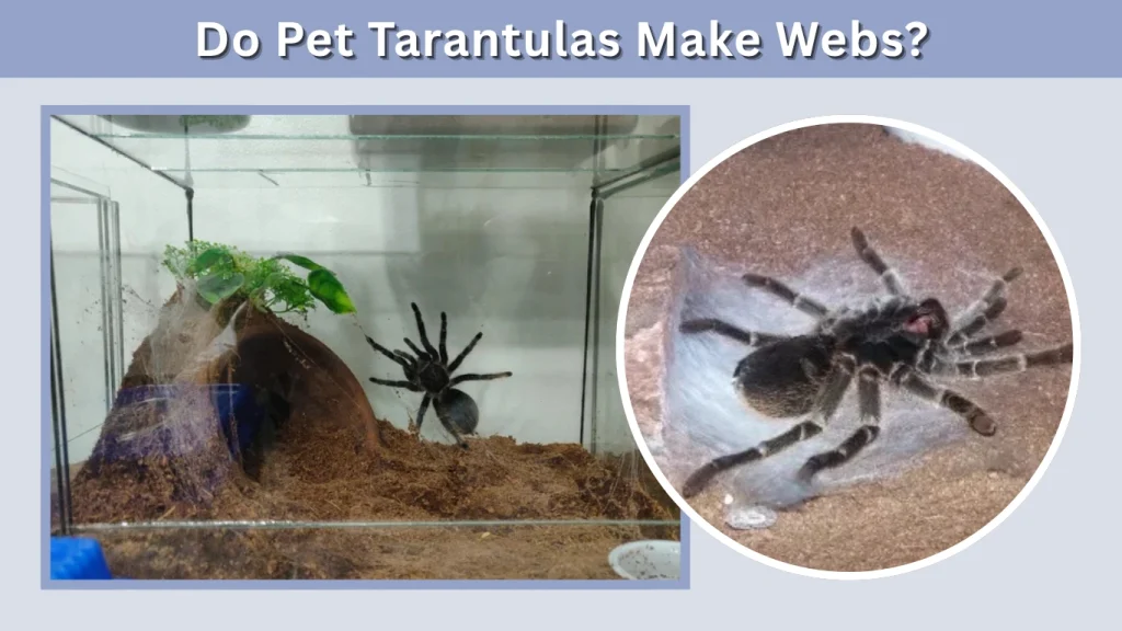 Do Pet Tarantulas Make Webs