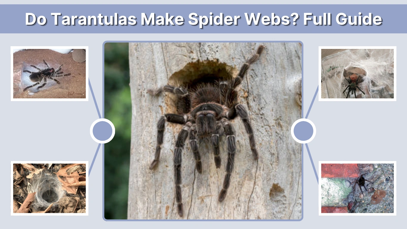 Do Tarantulas Make Spider Webs Full Guide
