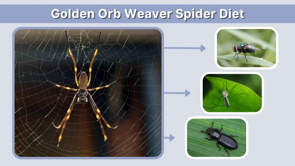 Golden Orb Weaver Spider Diet
