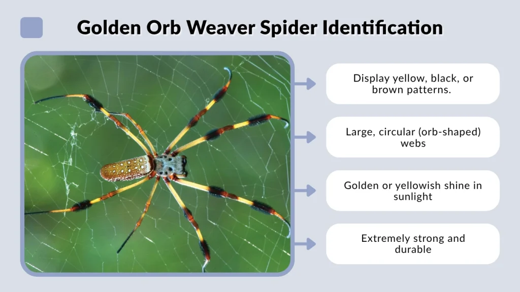 Golden Orb Weaver Spider Identification