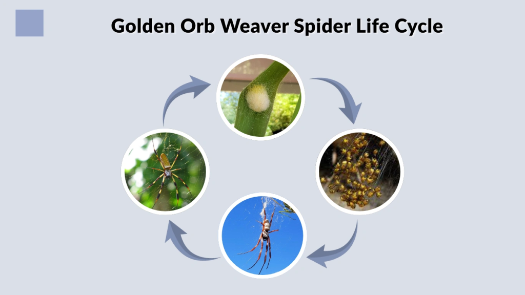 Golden Orb Weaver Spider Life Cycle