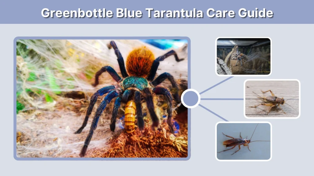 Greenbottle Blue Tarantula Care Guide