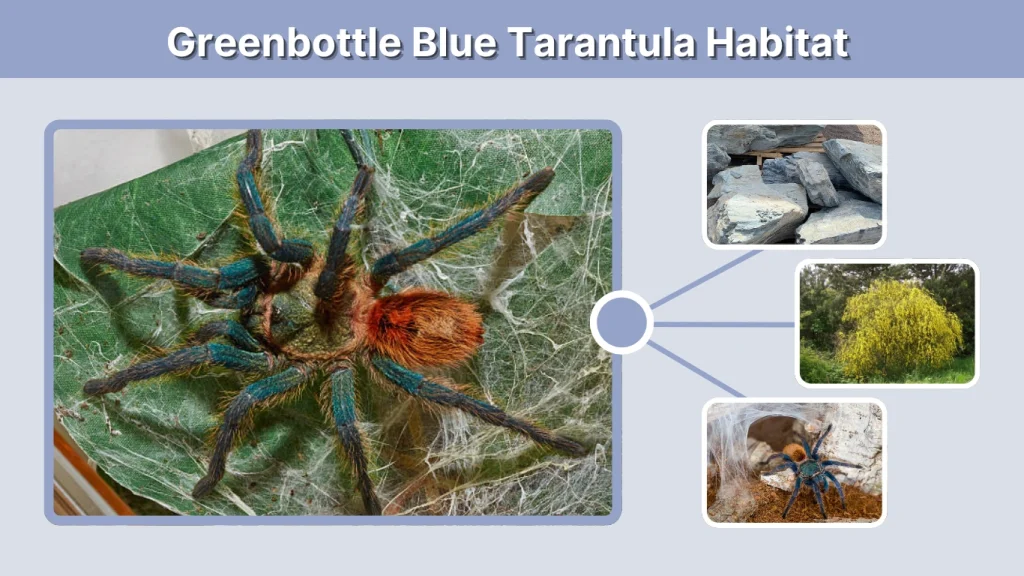 Greenbottle Blue Tarantula Habitat and Natural Environment