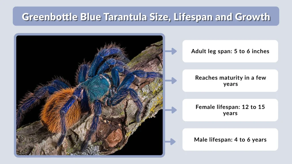 Greenbottle Blue Tarantula Size, Lifespan and Growth
