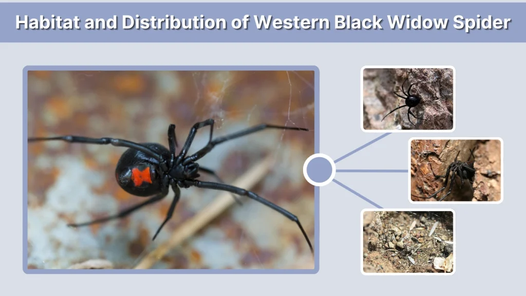 Habitat and Distribution of Western Black Widow Spider