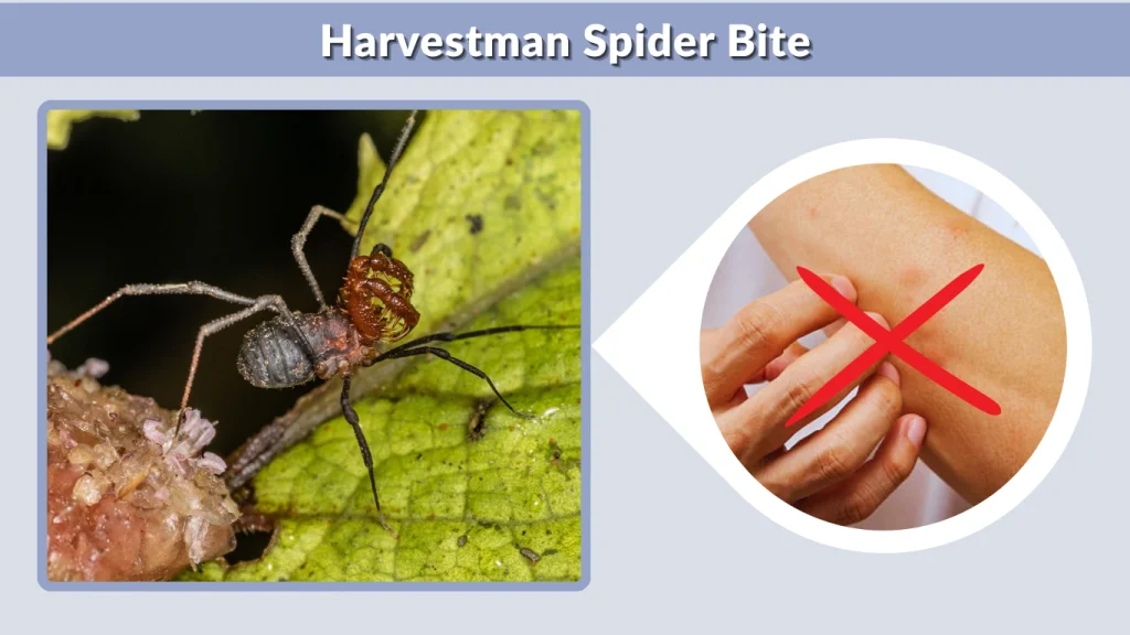 Harvestman Spider Bite