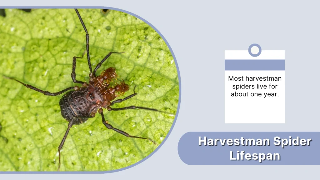 Harvestman Spider Lifespan