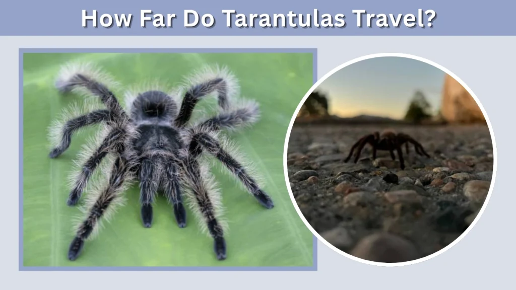 How Far Do Tarantulas Travel