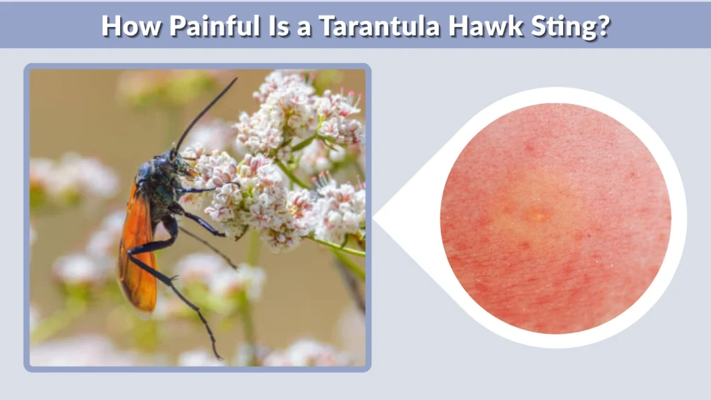 How Painful Is a Tarantula Hawk Sting