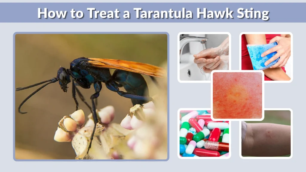 How to Treat a Tarantula Hawk Sting