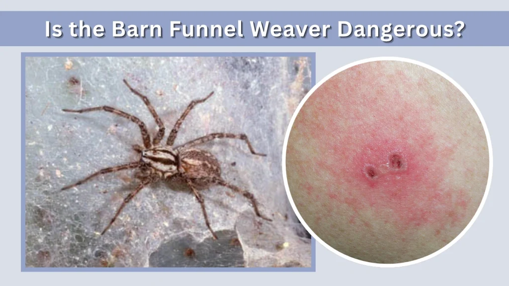 Is the Barn Funnel Weaver Dangerous
