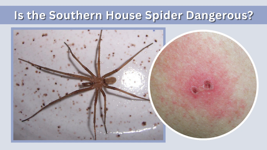 Is the Southern House Spider Dangerous
