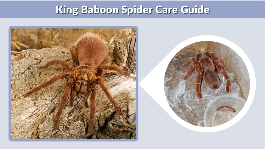 King Baboon Spider Care Guide